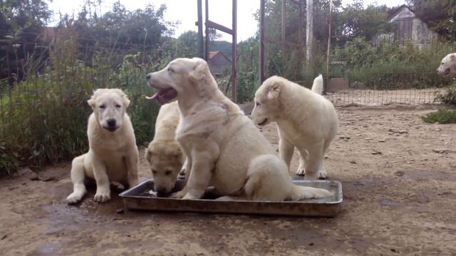 Игры собак. Алабайчики принимают водные процедуры. смотреть онлайн