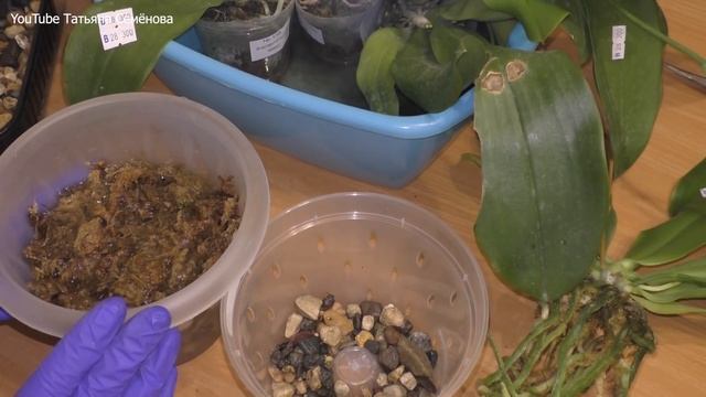 ???Осмотр и посадка новых безымянных орхидей из посылки 4. (Часть1) смотреть онлайн