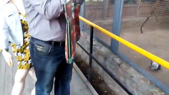 В Московском зоопарке вяхерь королевский алмазный золотой фазан голубая сорока прогулка днем весной смотреть онлайн