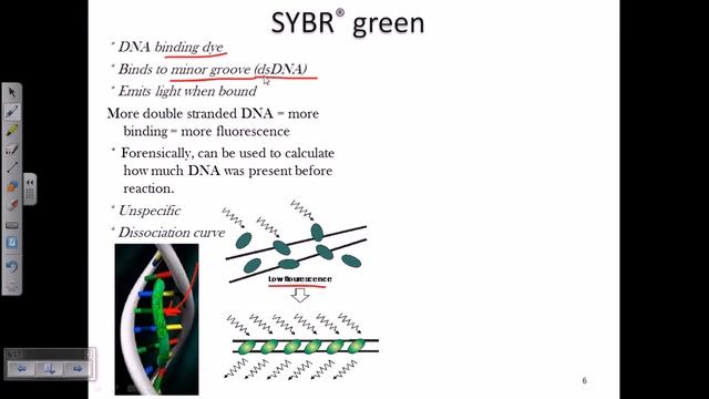 Real time PCR using SYBR green probe смотреть онлайн
