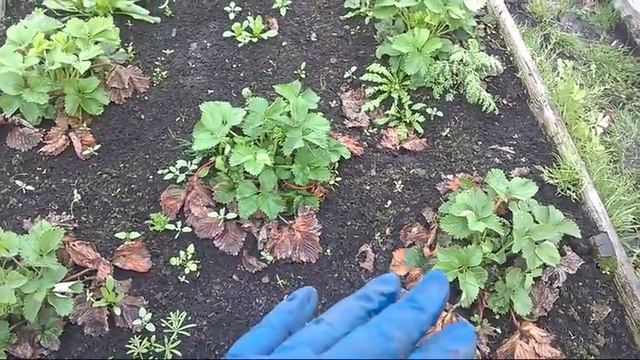 47/18 Открываем грядки с клубникой после зимы. смотреть онлайн