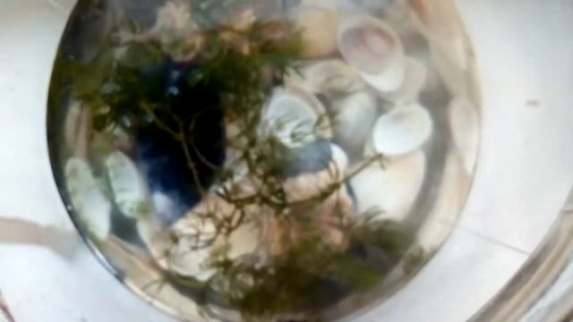 Необичное видио поймал жука плавунца смотреть онлайн