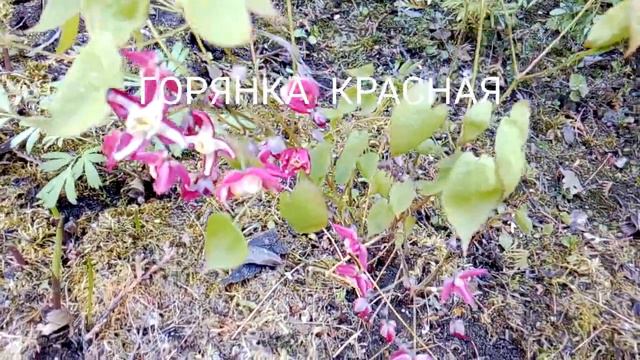 Цветы обычные и разные смотреть онлайн