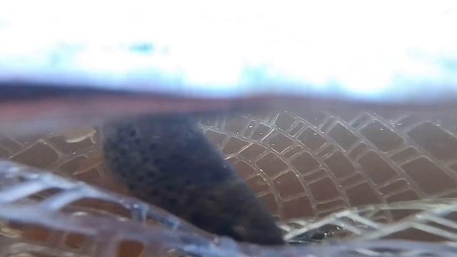 Ловля дикой форели на спиннинг. Рыбалка в Ленинградской области. Радужная форель в пруду. (май 2019 смотреть онлайн