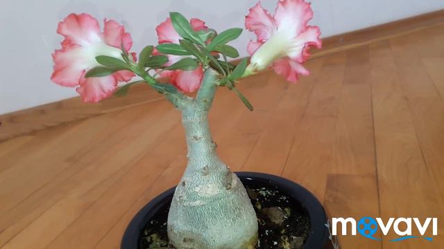 цветение адениума с Таиланда смотреть онлайн