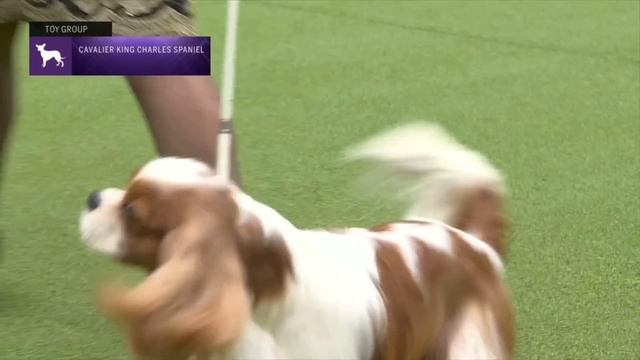 Cavalier King Charles Spaniels | Breed Judging 2023