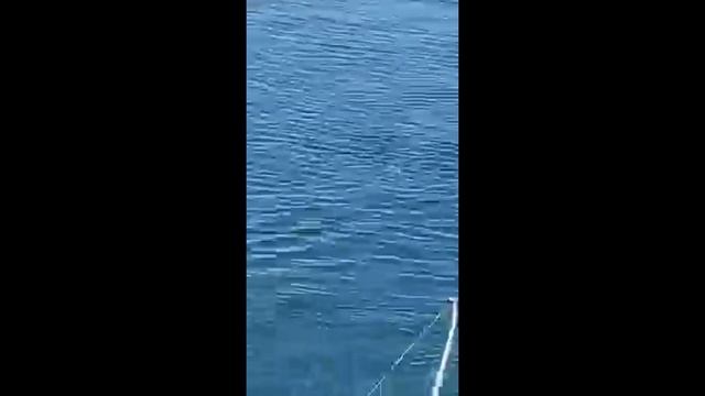 Fish drift смотреть онлайн