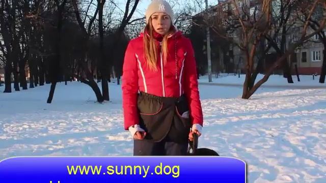 Хаски или лабрадор ретривер? Выбор породы. Кого выбрать - лабрадора или хаски? смотреть онлайн