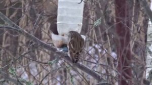 Кормушка только для синиц? Воробьи так не считают