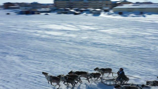 Гонки на оленьих упряжках @ivanova_travel смотреть онлайн