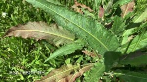 Пойдём за конским щавелем!Как собрать, сушить и использовать?!