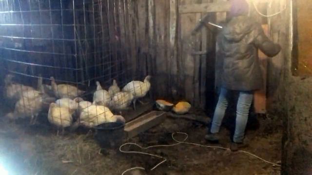 С чего началось наше хозяйство? / Переделываем кормушки коров смотреть онлайн