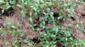 Гвоздика травянка искорка ( многолетник ). Выращивание из семян.