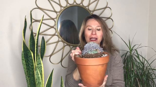 Cómo cuidar 👩🌾 ECHEVERIA SHAVIANA Fácil y Rápido 👩🌾 смотреть онлайн
