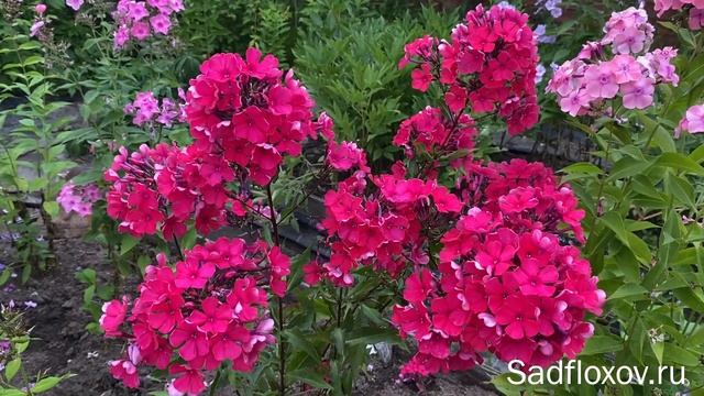 Флокс Старфайер (Starfire) иностранной селекции смотреть онлайн