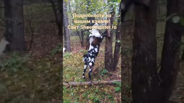 Козы: англонубы, нубийцы Продажа Нубийский козлик, 1,5 г. 89290307960 Елена. Владимирская обл. смотреть онлайн