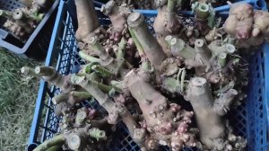 Якон Белый. Сорта якона, гуляющие по России. #якон