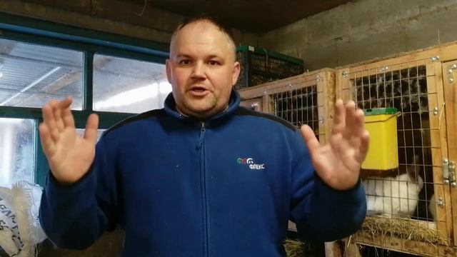 Главные периоды в жизни кролика!!! смотреть онлайн