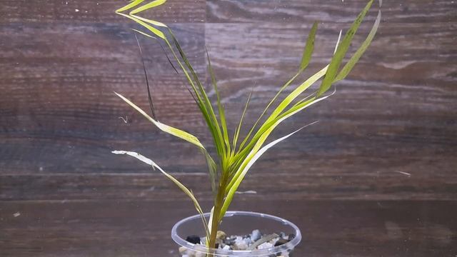 ЭЙХОРНИЯ РАЗНОЛИСТНАЯ ( Eichornia Diversifolia )