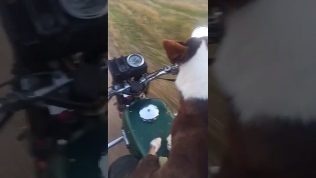 Россия #iveco #ivecodailyclub #ivecotrucks #ивеко #осень #мотоцикл #собака смотреть онлайн