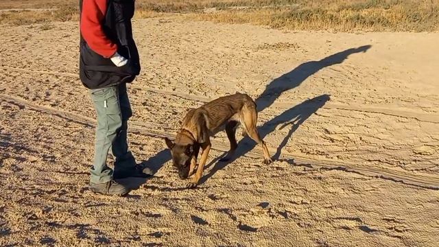Малинуа умная порода собак. Малинуа моя слабость. Малинуа Контра на тренировке/номер87012184683
