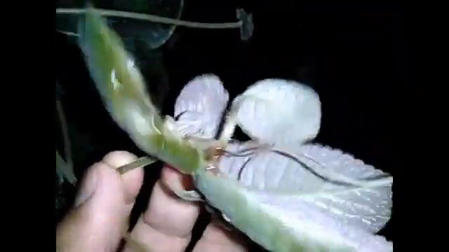 FAT GARDENER | FUN FACTS ABOUT EPISCIA PART 1