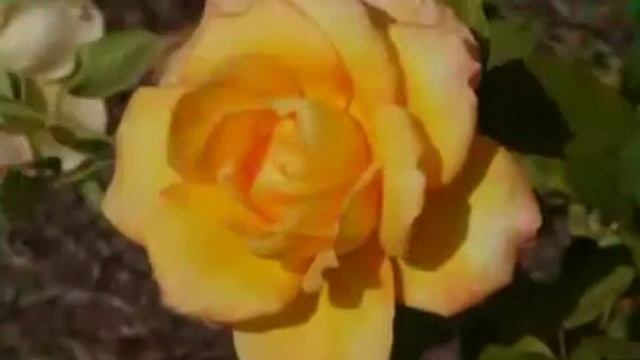 Для Ирины Агаповой. Поздравление от Бабушки и Дедушки смотреть онлайн