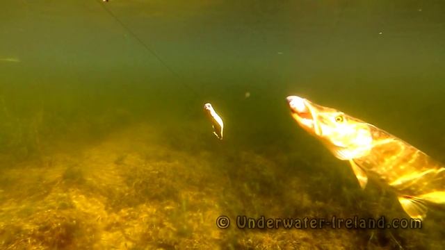 Pike attacks sea lamprey. Fishing with dead baits. Рыбалка: атака щуки на морскую миногу. смотреть онлайн