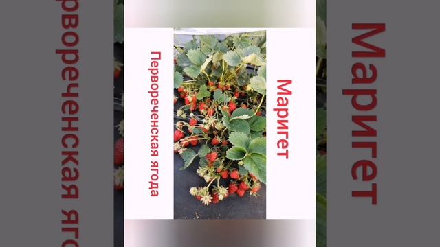 Клубника ?разберемся как можно заработать миллион на 10 сотках, миф или реальность?? смотреть онлайн