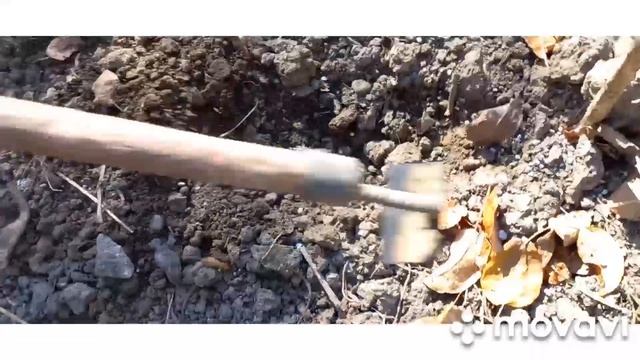 ?#63#Как посадить???чеснок?#Выращивать озимый чеснок - это просто!Подробная технология выращивания. смотреть онлайн