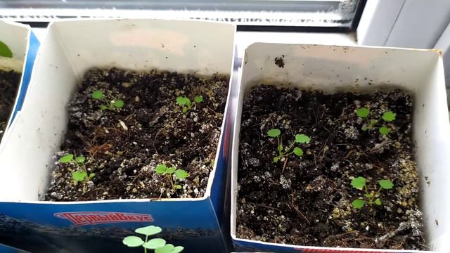 Рассада томатов на северном окне без подсветки смотреть онлайн