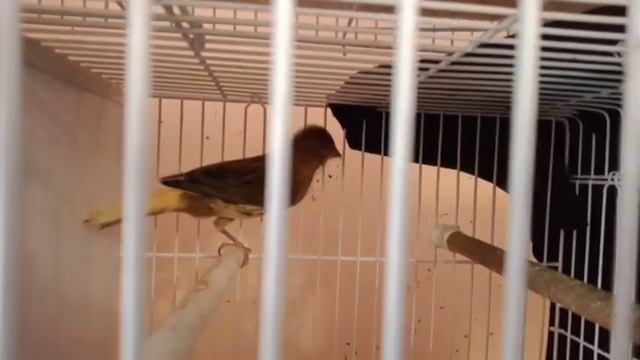 Молодые канарейки 2023 года. смотреть онлайн