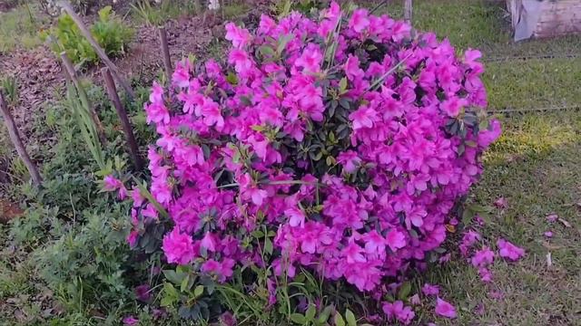 Um dia na roça ,um lugar lindo demais. Rancho Pedroni 🌸🌸 смотреть онлайн