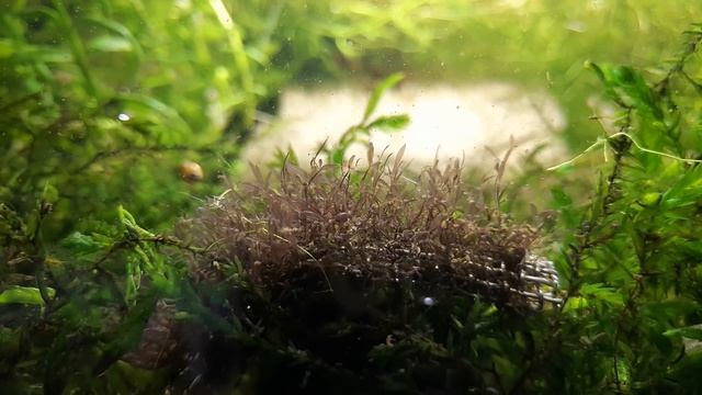 #СтопХим / КАЛОГЛОССА. Как НЕ избавиться от водорослей без химии. CALOGLOSSA смотреть онлайн