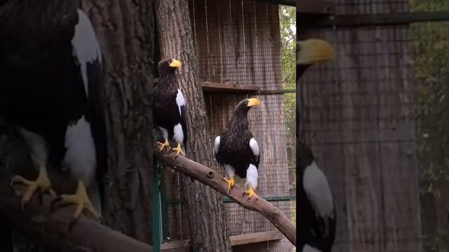 Белоплечие орланы смотреть онлайн