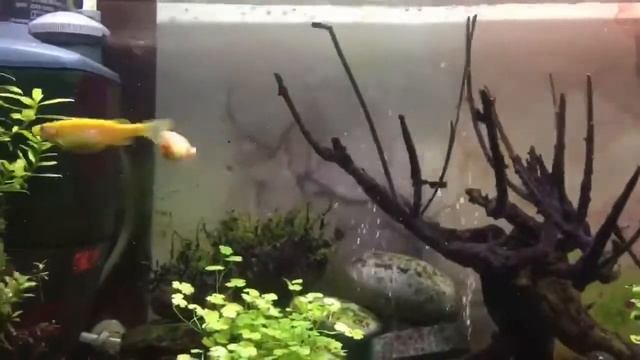 Сине-зеленые водоросли. Цианобактерии смотреть онлайн