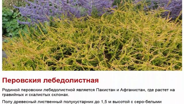 Перовския Красивые цветы для дома и сада смотреть онлайн