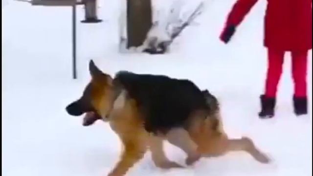 Собака без хвоста смотреть онлайн