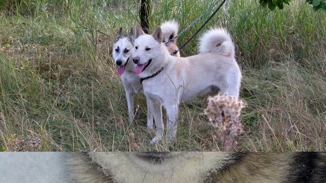 Порода собак. Восточно сибирская лайка.Редчайшая порода собак смотреть онлайн