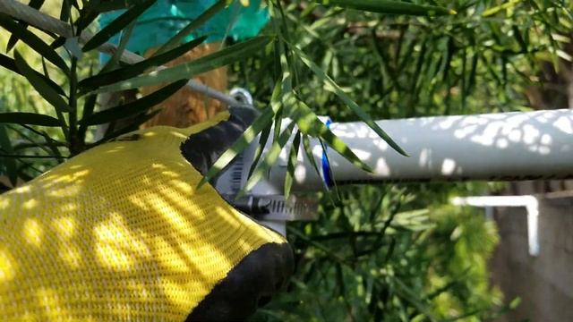 How To Keep The Podocarpus Growing Straight | Landscaping