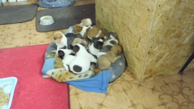 36 щенков ЧИХУАХУА ждут мам и пап 02/08/2022/ Какие КЛИЧКИ дать щенкам на букву "Ц" ? смотреть онлайн