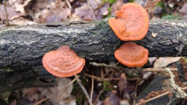 Gęstoporek cynobrowy (Pycnoporus cinnabarinus) Jaworzno смотреть онлайн