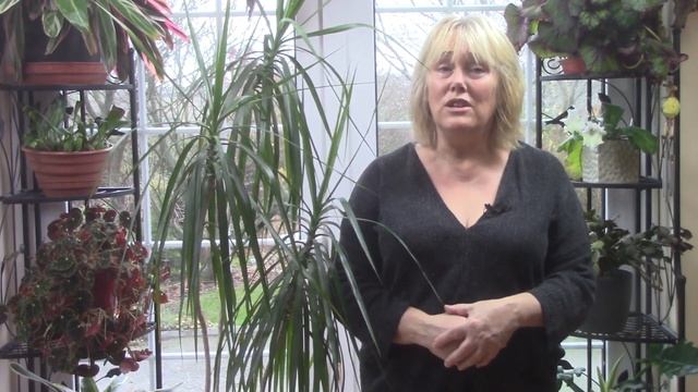 Dracaena marginata Care || Growing the Dragon Tree in your House || Quick & Easy Guide смотреть онлайн