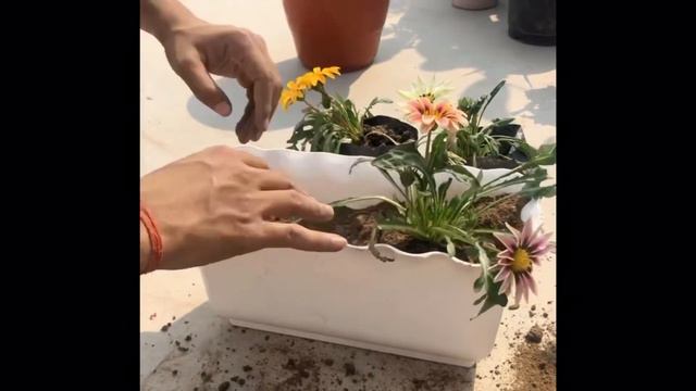 HOW TO REPOTT GAZANIA PLANT |🪴 | REPOTTING SERIES | LUCKNOW | PETALS FOLIAGE | смотреть онлайн