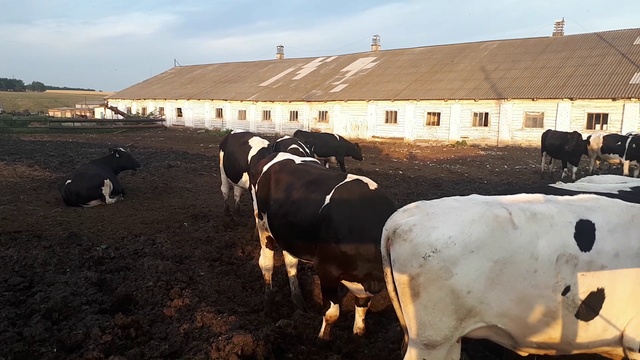 Как мы добились 95% покрываемости КРС? Племенной КРС на продажу +79656176005 WhatsApp пишите. смотреть онлайн