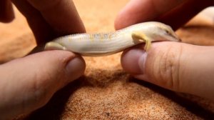 Аптечный сцинк. Что нужно для содержания