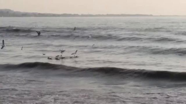 Чайки на волнах Чёрного моря смотреть онлайн