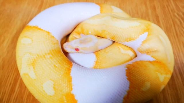 Sunglow ball python project and hc albino collection смотреть онлайн