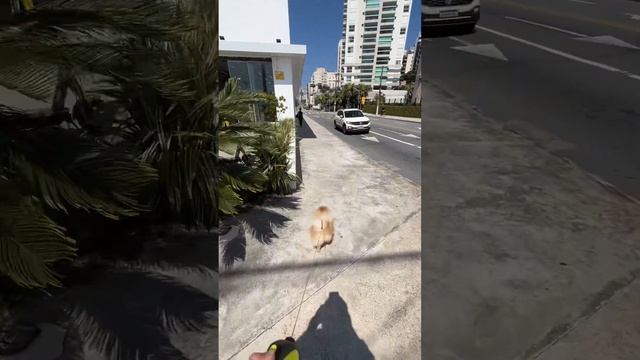 Как нетерпеливая Бася переходит дорогу?