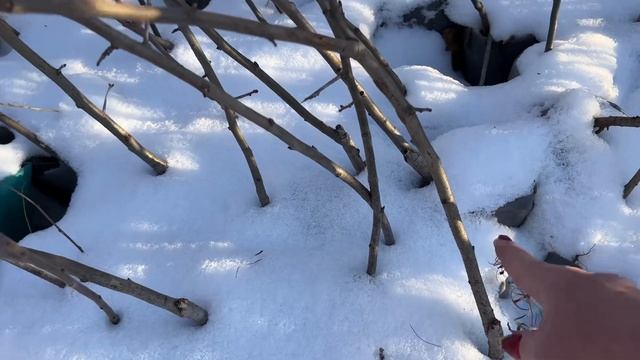 Мои саженцы зимой.